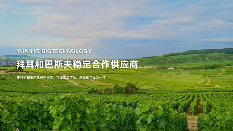 兔多克隆抗体制备：流程揭秘与关键步骤**